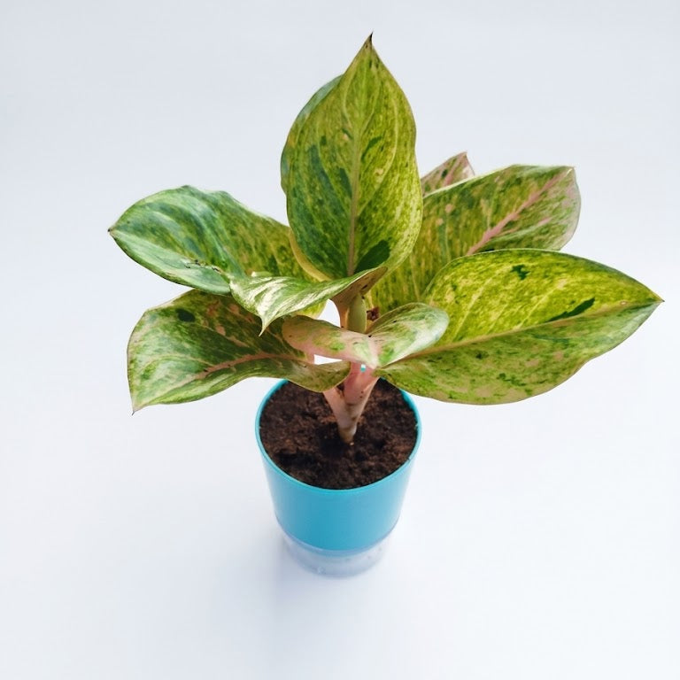 Aglaonema In Self Watering pot