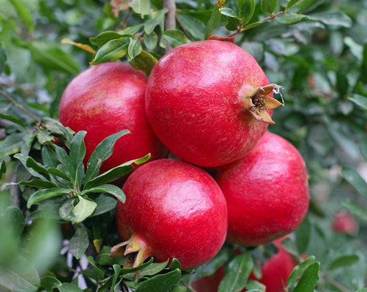 Anar (Pomegranate)