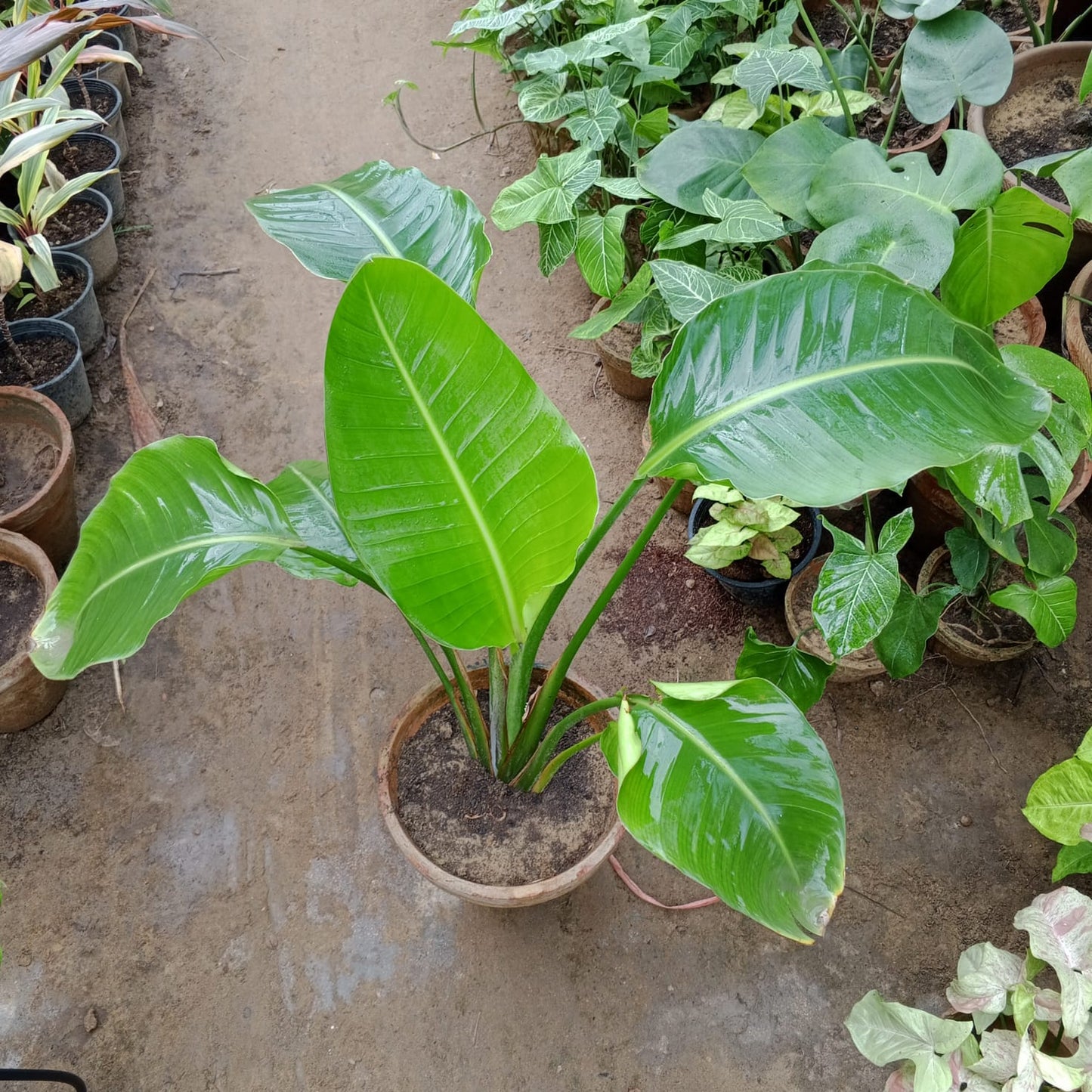 Bird of paradise white tall (Strelitzia alba)
