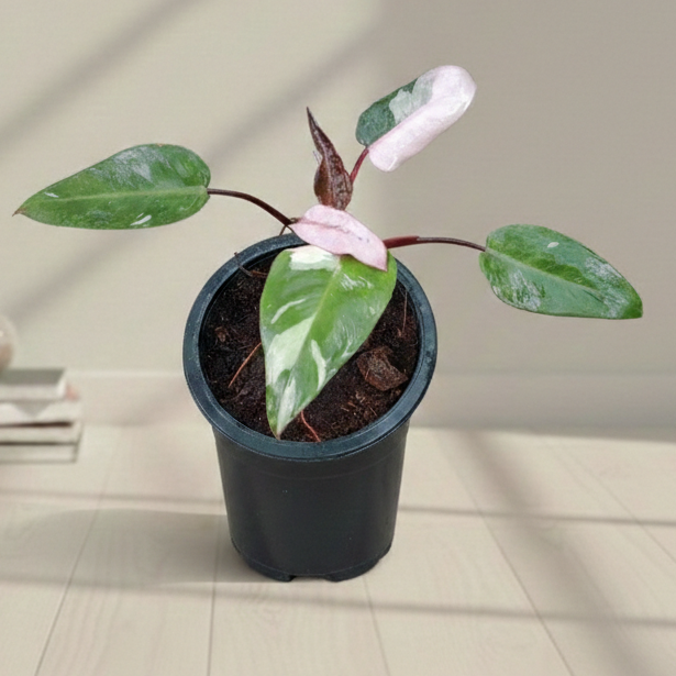 philodendron pink pink princess