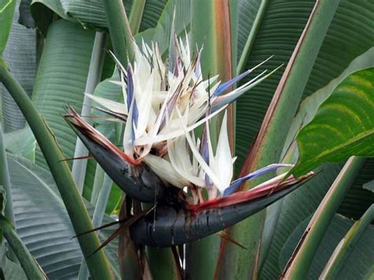 Bird of paradise white tall (Strelitzia alba)