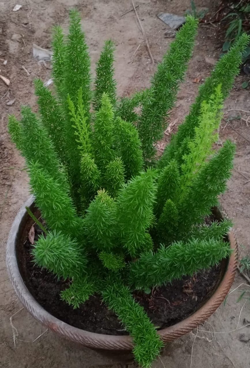 Foxtail fern (Asparagus meyeri)