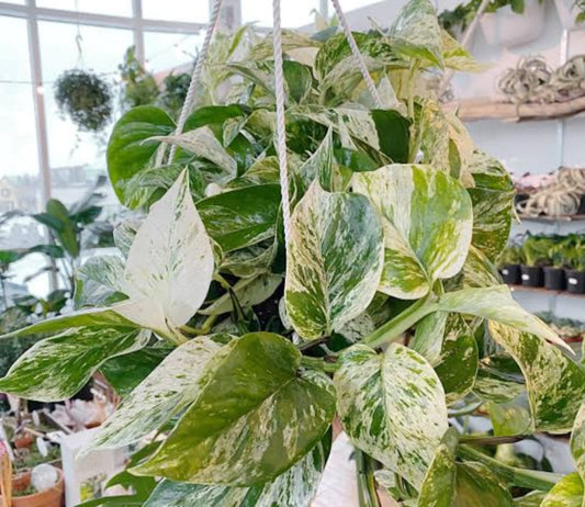 Money plant white (Epipremnum aureum marble queen)