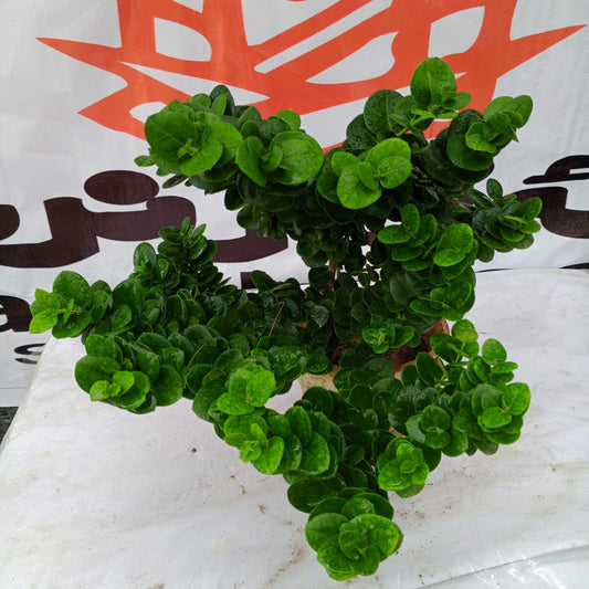 Kukronda dwarf (Carissa macrocarpa nana) (dwarf Natal plum)