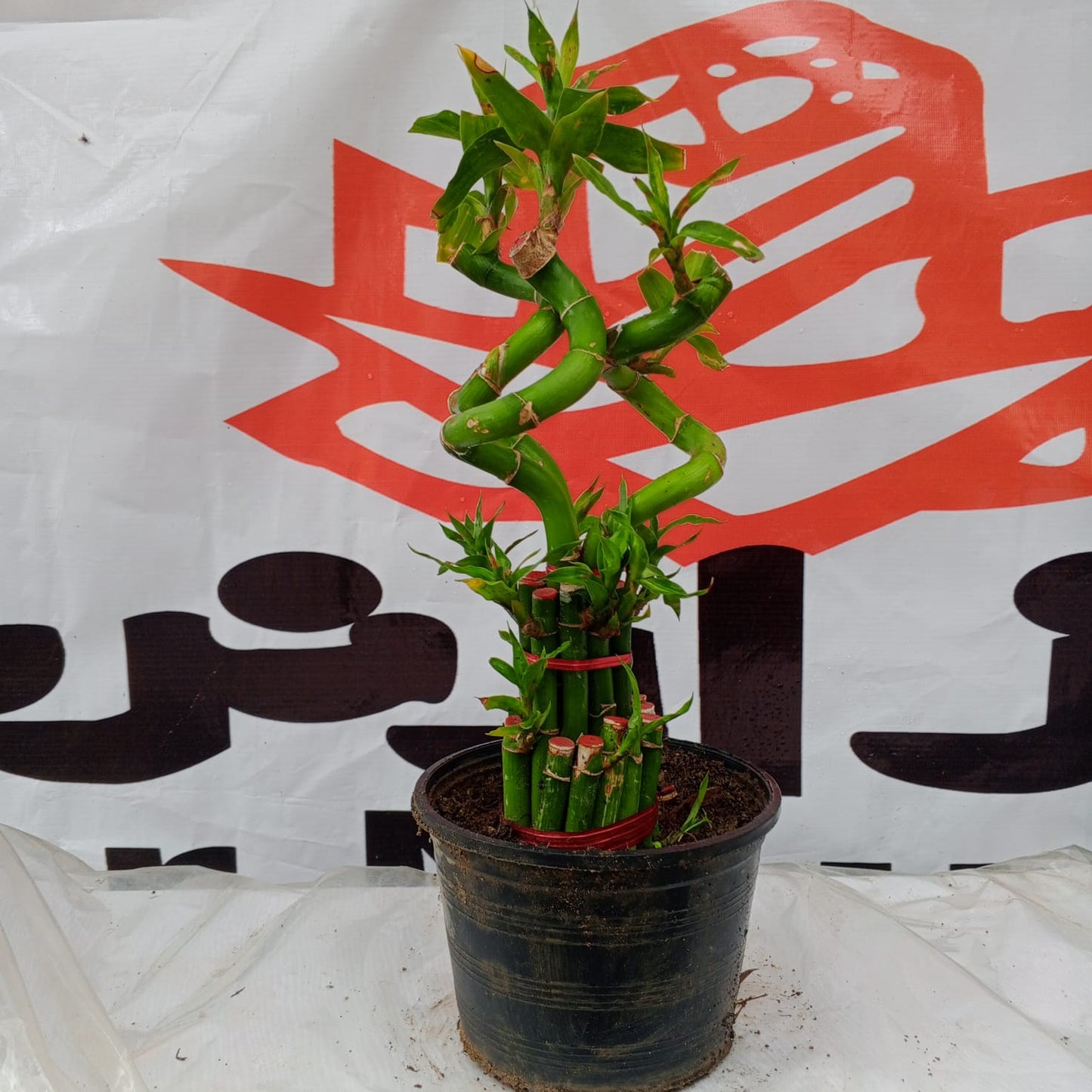 Lucky bamboo 2 step 3 Spiral stick