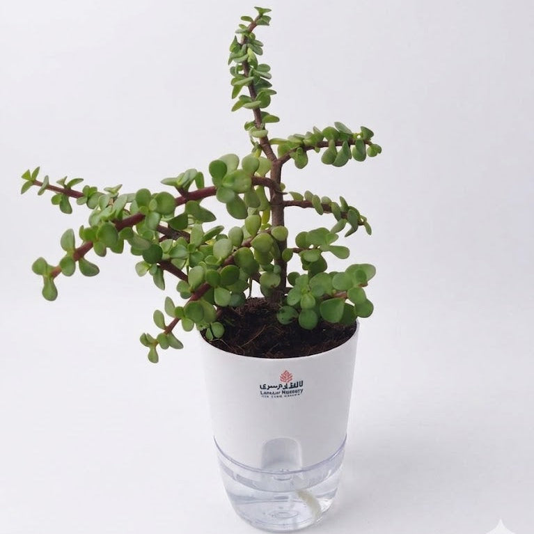 jade plant in self watering pots