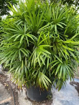 Lady palm (Rhapis excelsa)
