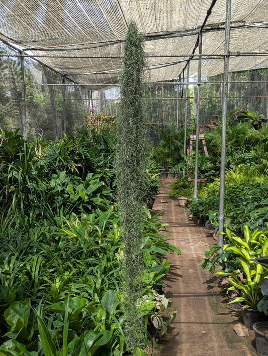 Tillandsia usneoides (Spanish moss) air plant