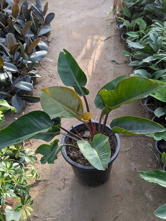 Philodendron congo