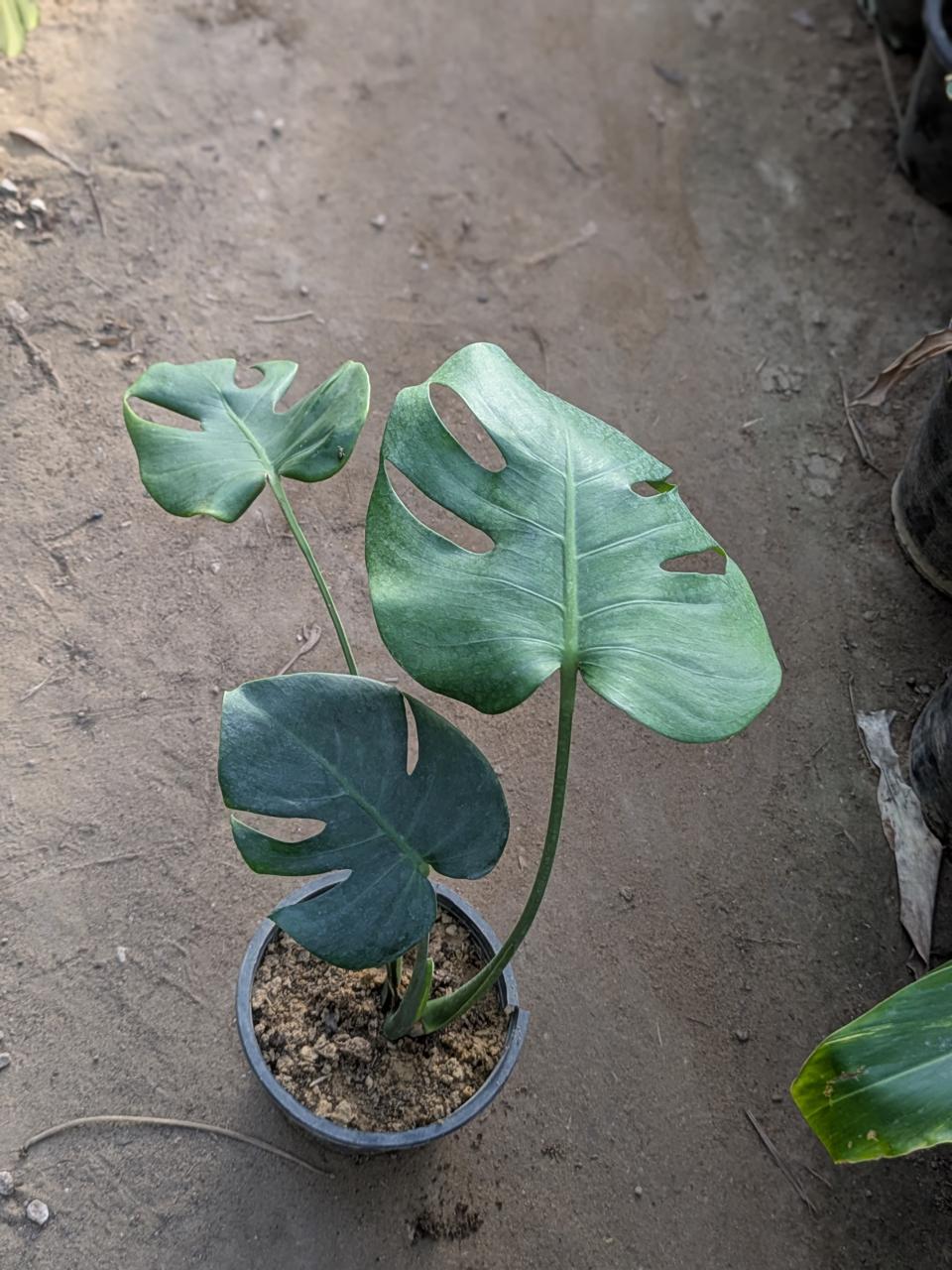 Monstera deliciosa
