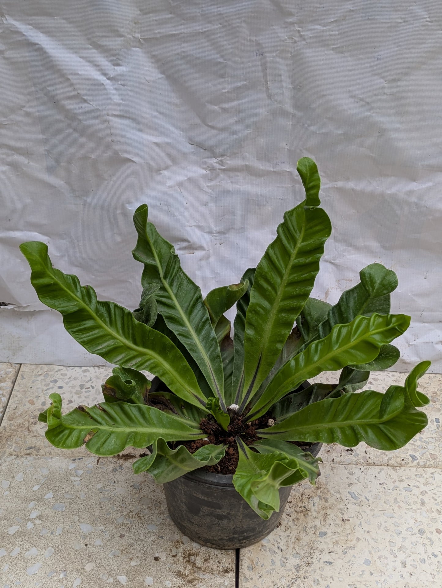 Fern cobra