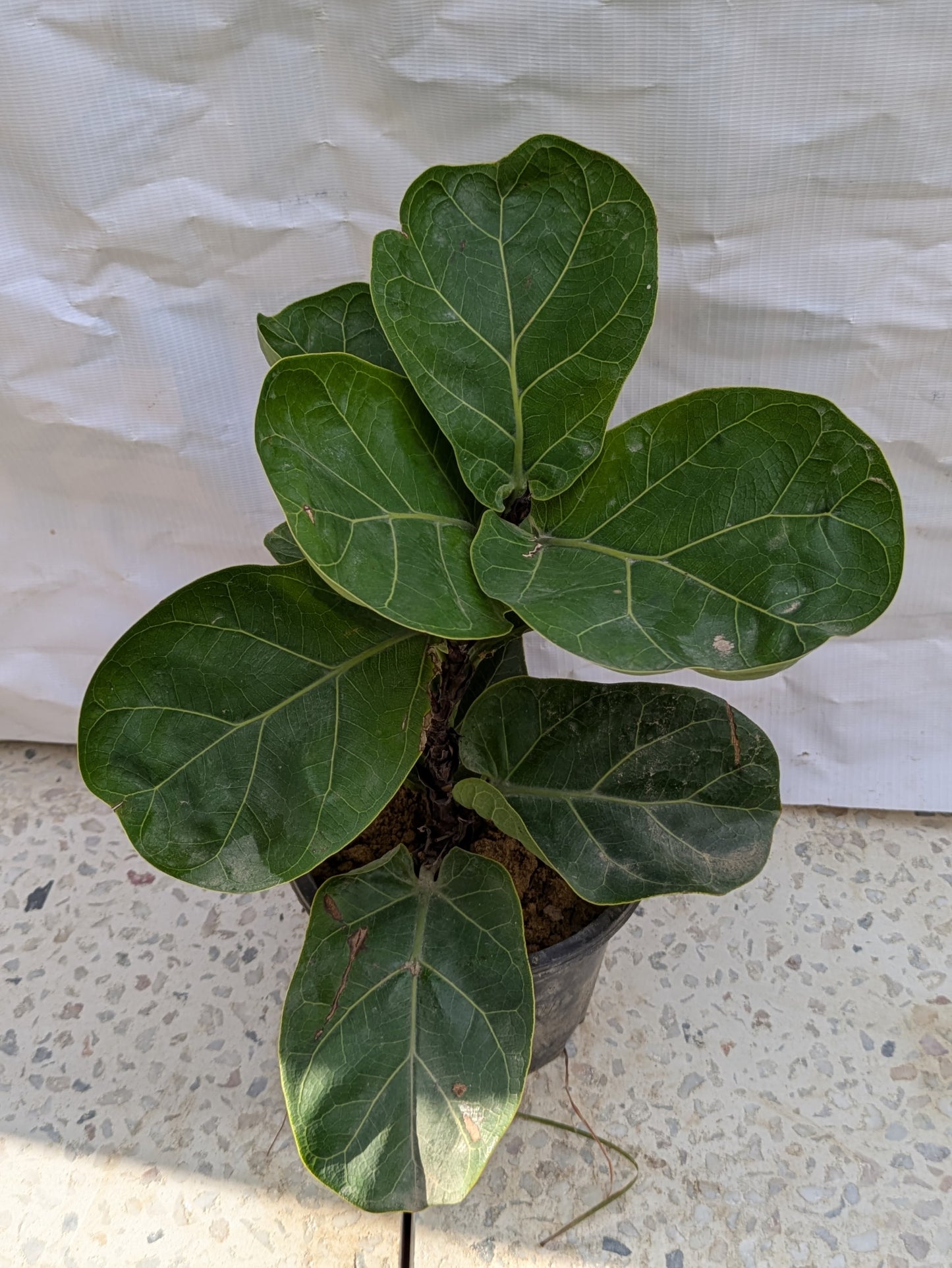 Ficus lyrata (fiddle-leaf fig)
