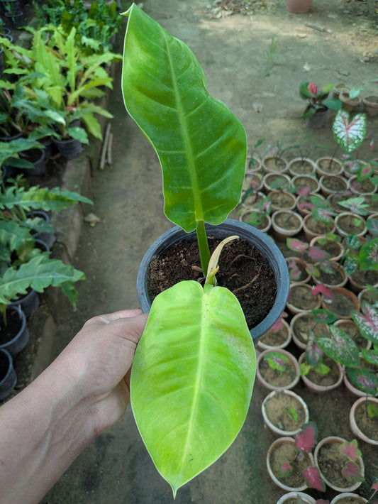 Philodendron green