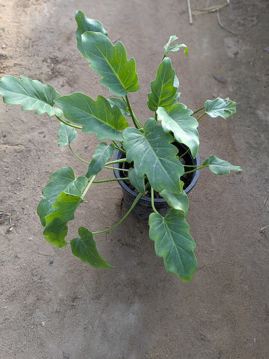 Philodendron xanado