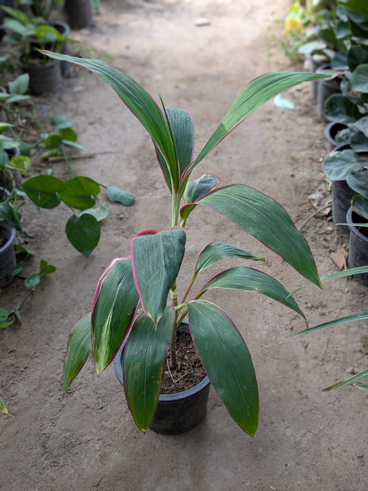 Cordyline fruticosa