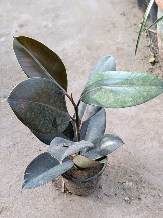 Ficus elastica (Rubber fig)