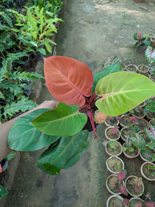 Philodendron prince of orange