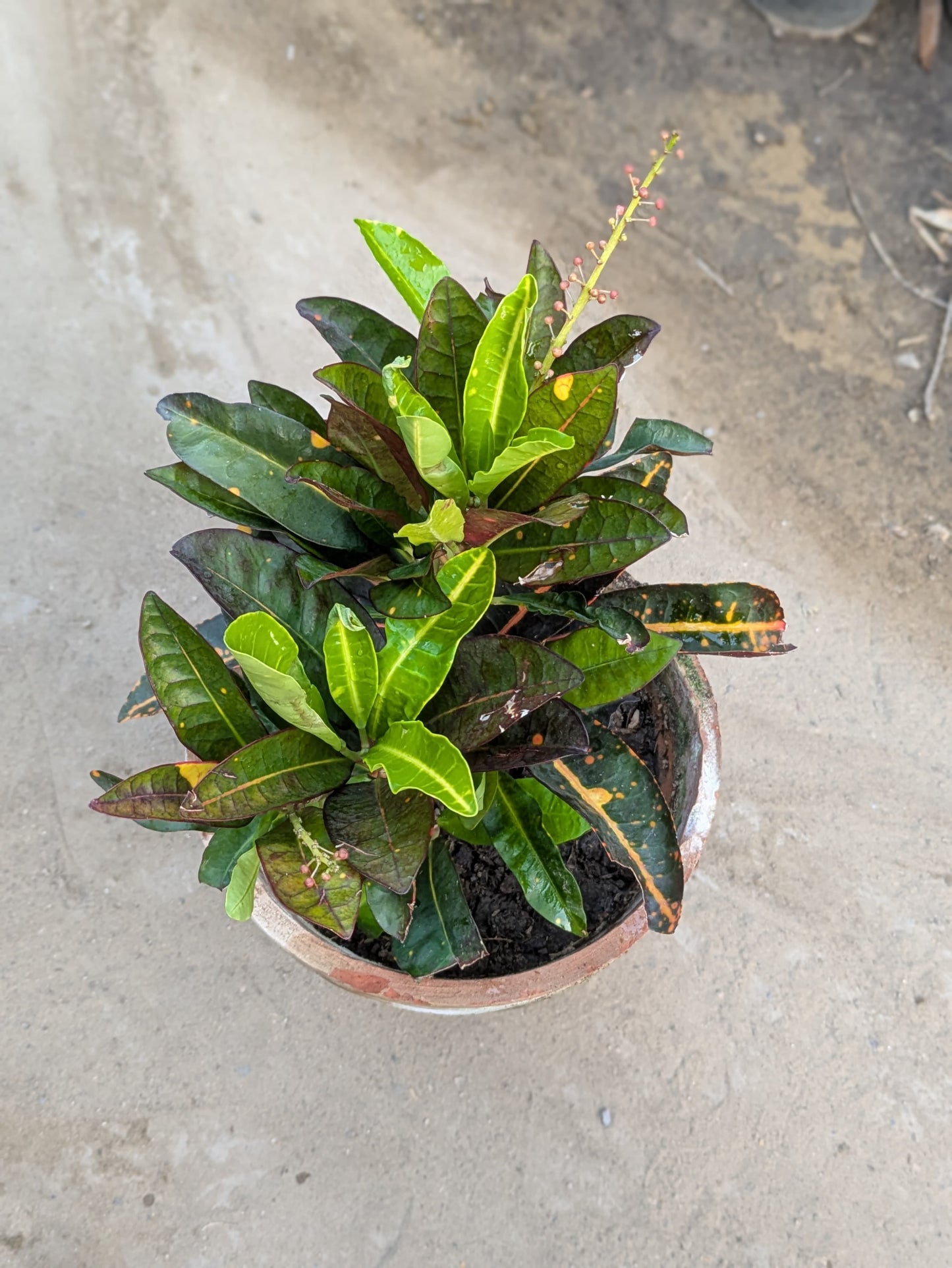 Croton