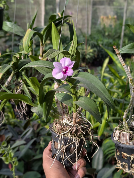 Orchid dendrobium