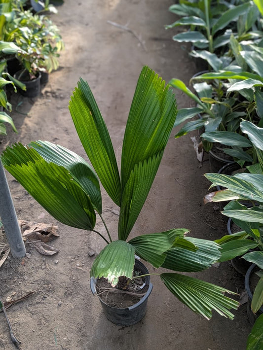 Licuala grandis palm (fan palm)