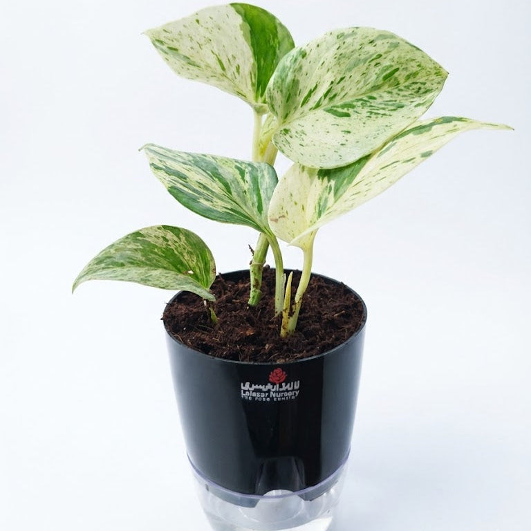 Self watering pots with plants