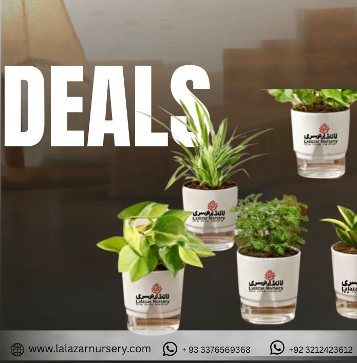 Deals