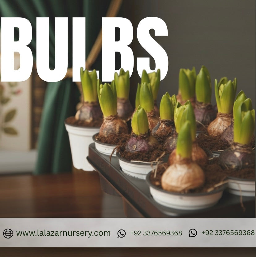 Bulbs