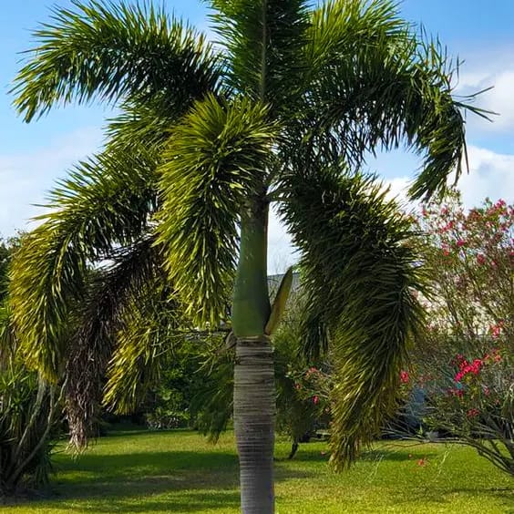Palms And Trees