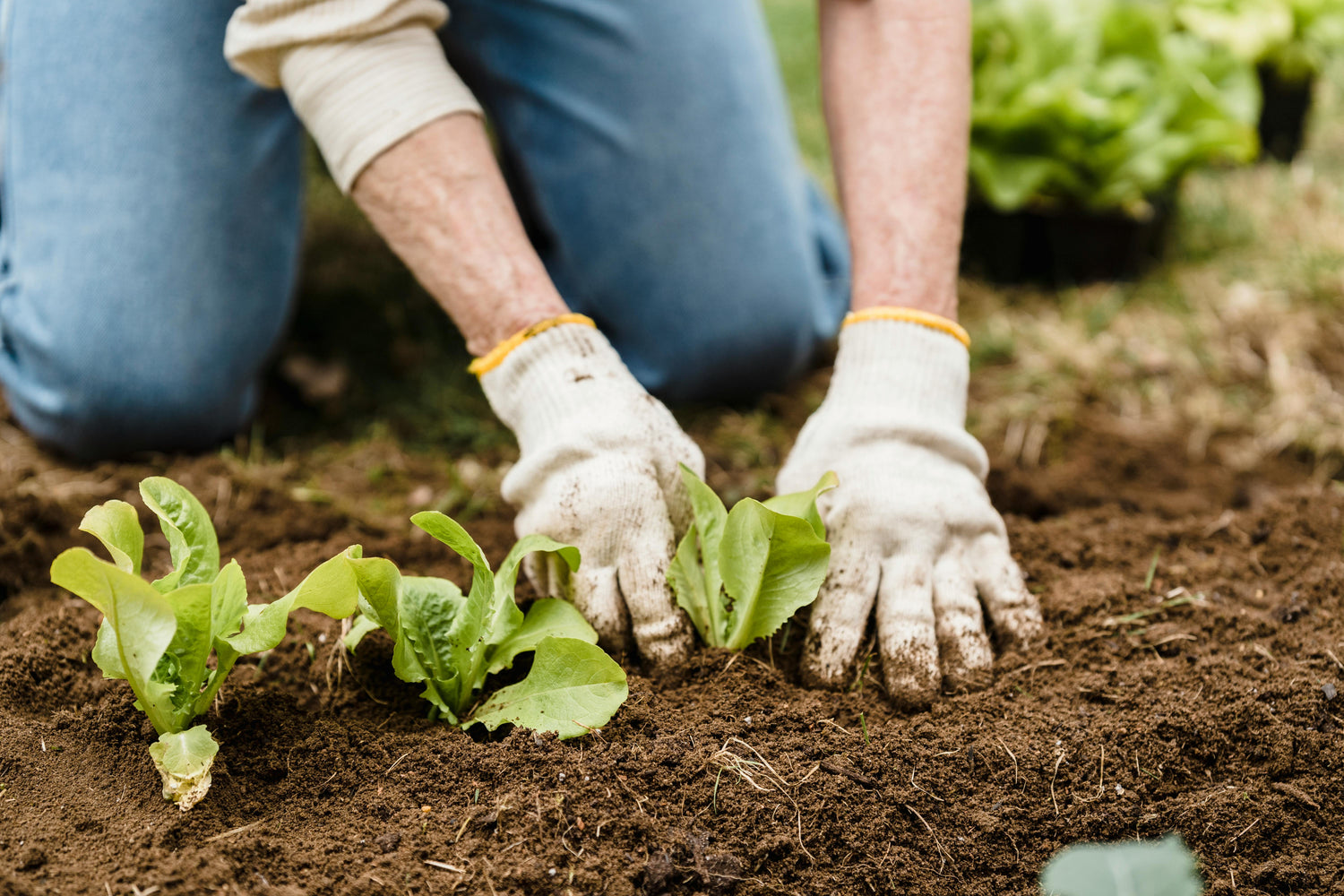 Fruits,Vegetables,Herbs Plants And Seedlings