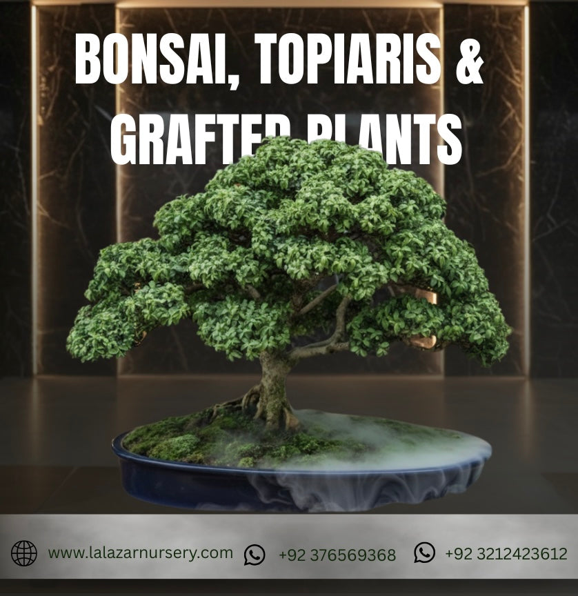 Bonsai, topiaris & grafted plants