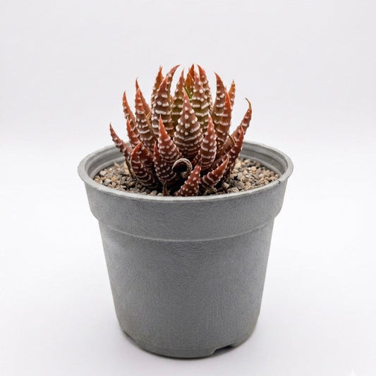 Haworthia attenuata