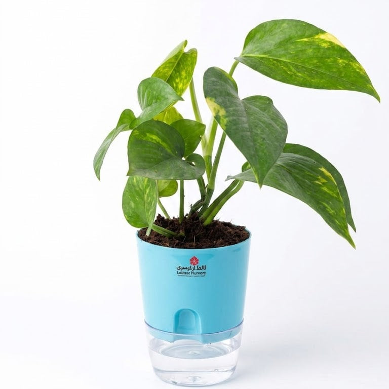 Money plant in self watering pots
