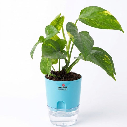 Money plant in self watering pots