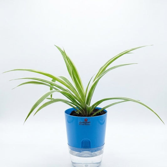 spider plant in self watering pots