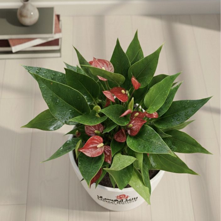 Anthurium