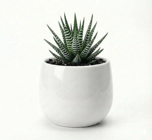 Haworthia Zebra Cylinder Cermamic Pot