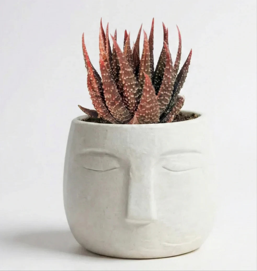 Haworthia attenuata in OLA Pot