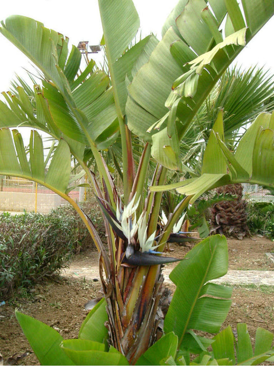 Bird of paradise white tall (Strelitzia alba)