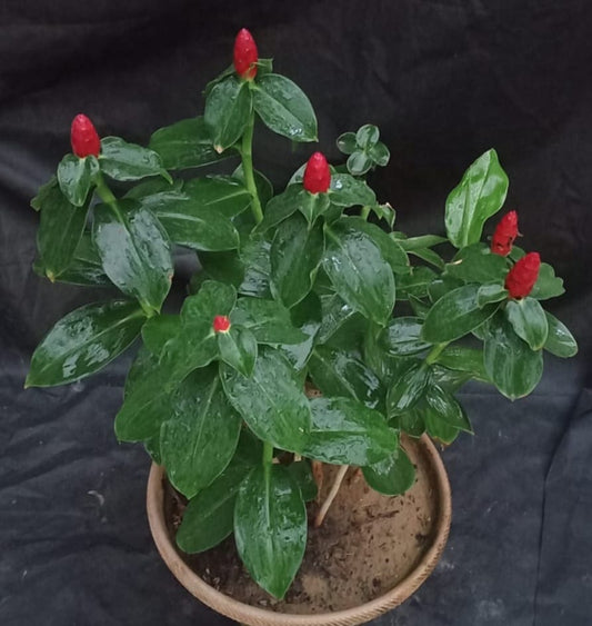 Ginger plant (Costus woodsonii red button ginger)