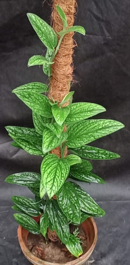Peru (Monstera)