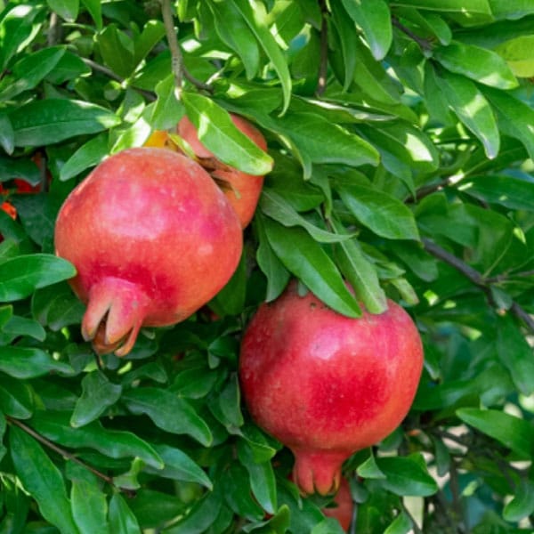 Anar (Pomegranate)