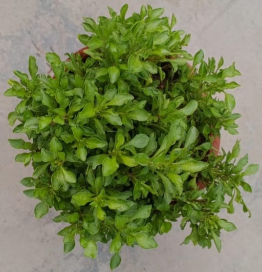 Nunthera green (Alternanthera)