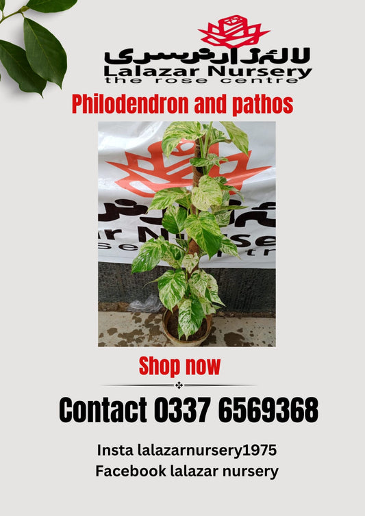 Money plant white (Epipremnum aureum marble queen)