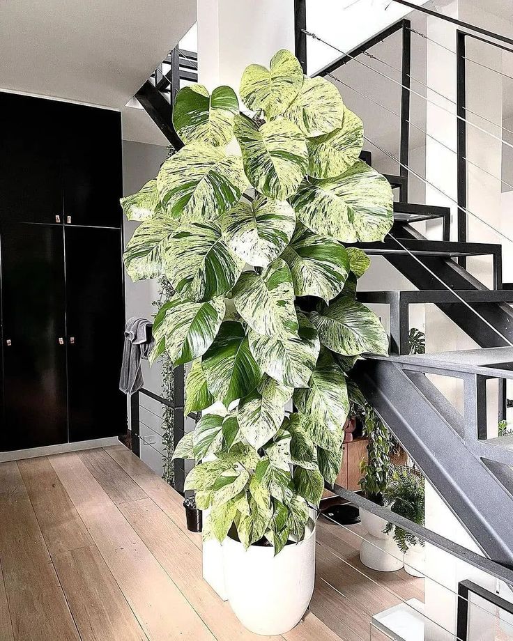 Money plant white (Epipremnum aureum marble queen)