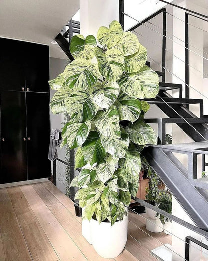 Money plant white (Epipremnum aureum marble queen)