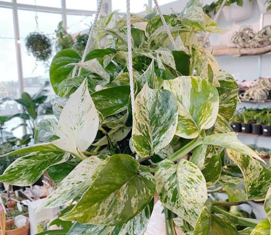 Money plant white (Epipremnum aureum marble queen)