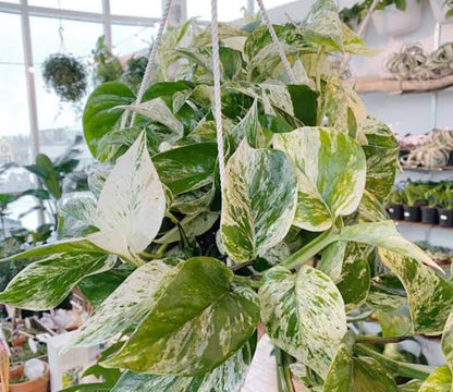 Money plant white (Epipremnum aureum marble queen)
