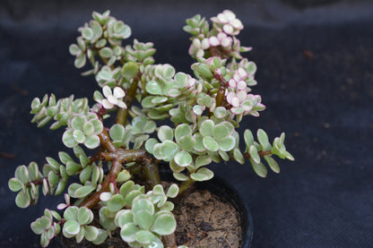 Dwarf jade Portulacaria Afra variegata Tricolor