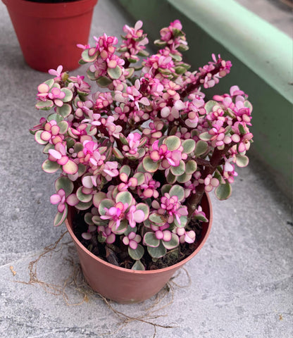 Dwarf jade Portulacaria Afra variegata Tricolor