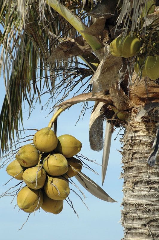 Coconut (Cocos nucifera)
